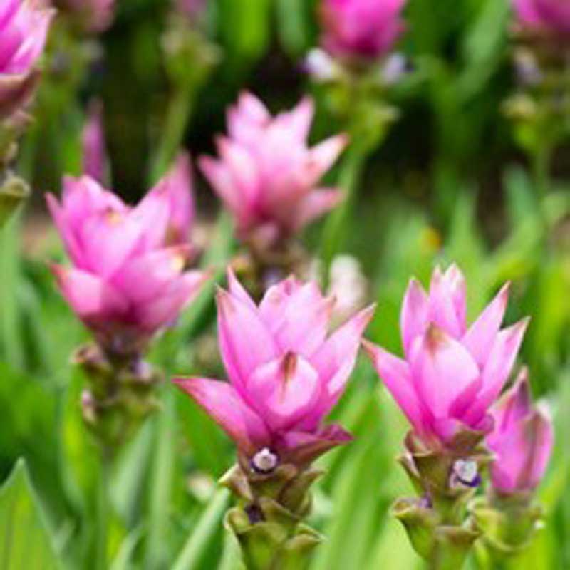 deco-style-curcuma-siam-splash
