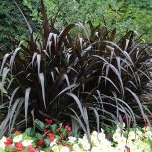 deco-style-pennisetum-first-knight