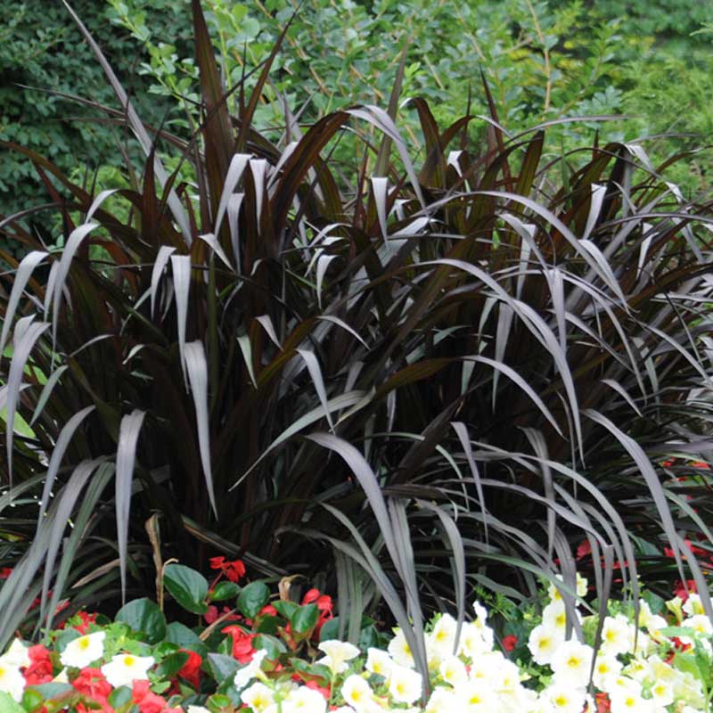 deco-style-pennisetum-first-knight