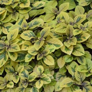 deco-style-plectranthus-ciliatus-troys-gold