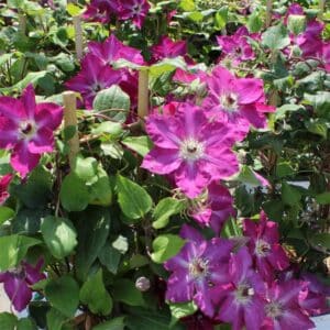 multiplants-clematis-viva-polonia