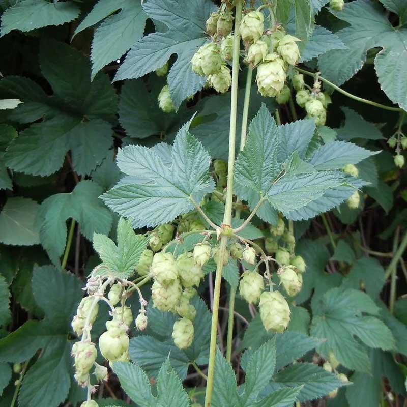 multiplants-humulus-lupulus-nugget