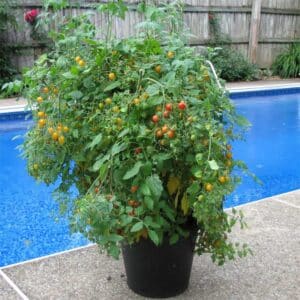 multiplants-tomates-bonbon