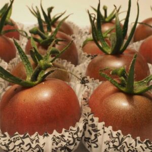 multiplants-tomates-chocolate