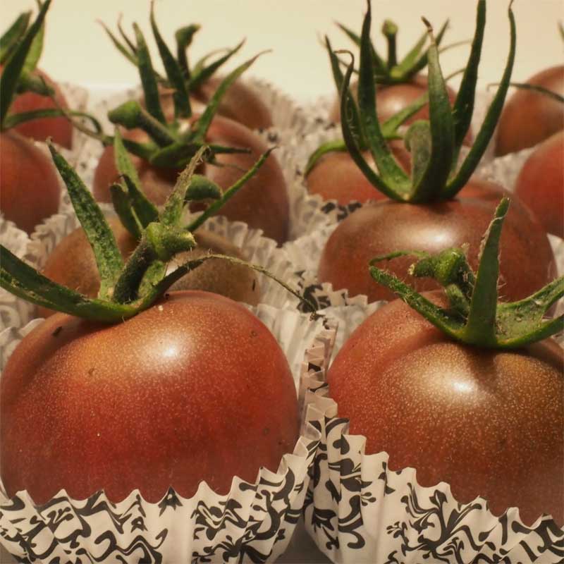 multiplants-tomates-chocolate