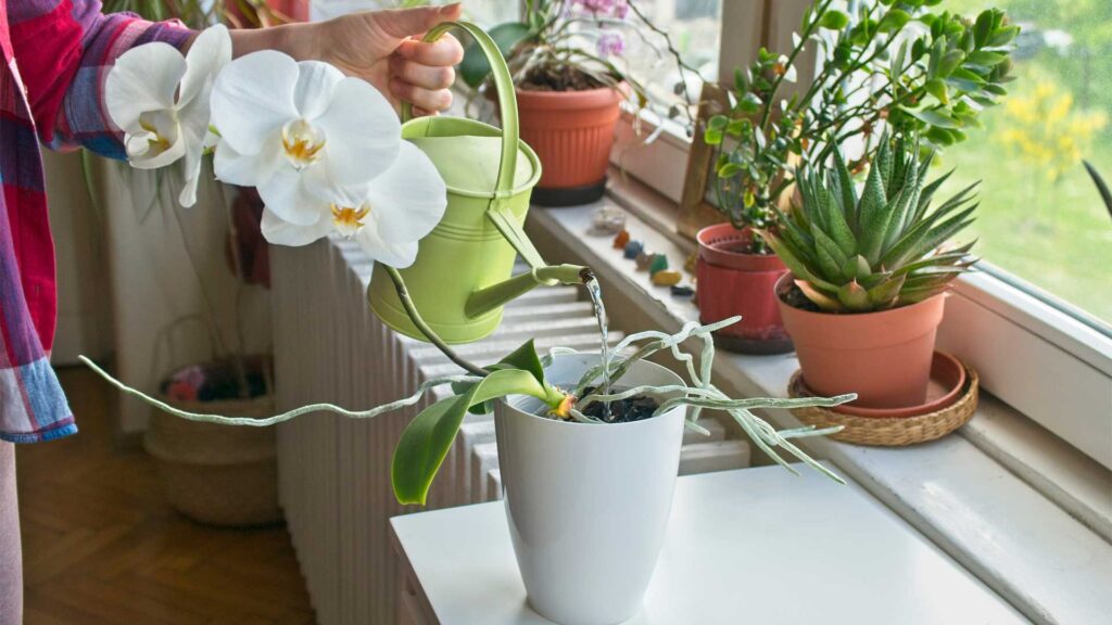 orchidee-eblouissante-toute-annee