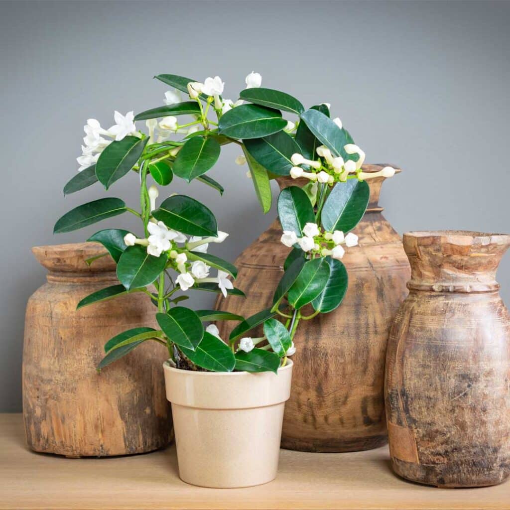 stephanotis