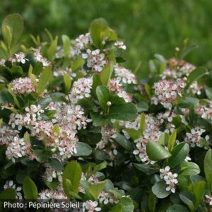 aronia-melanocarpa-ground-hug-pw