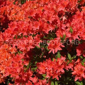 azalea-mandarin-light