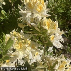 azalea-northern-hi-light