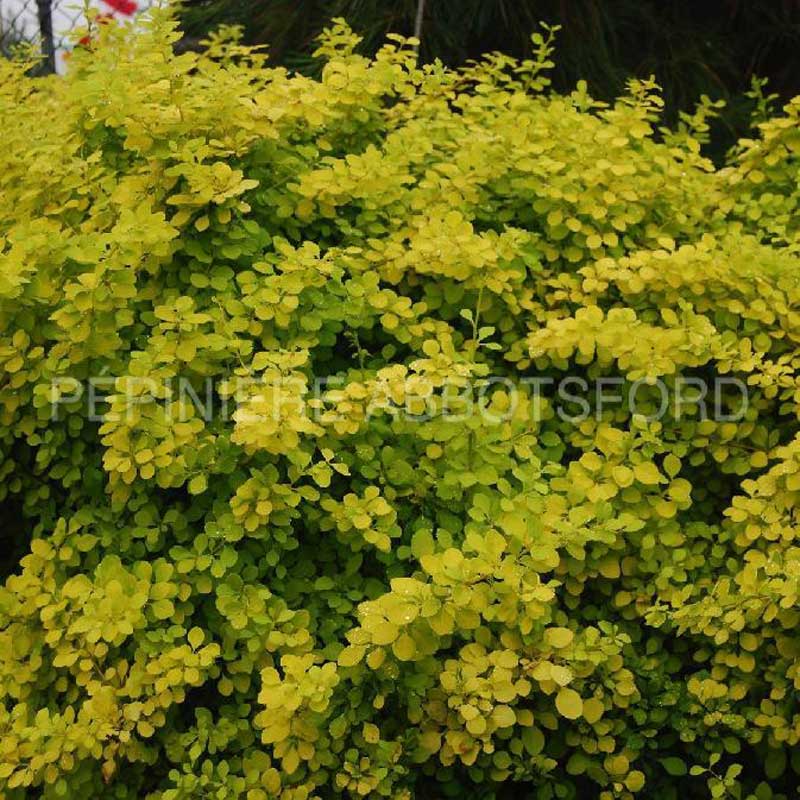 berberis-thunbergii-aurea-nana