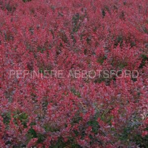 berberis-thunbergii-royal-burgundy-gentry
