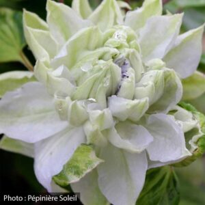 clematis-diamond-ball-pw