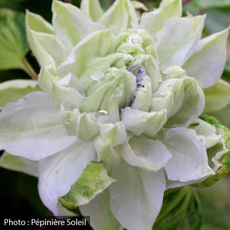 clematis-diamond-ball-pw