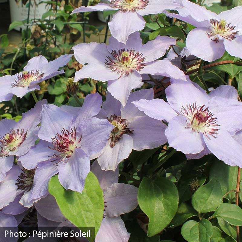 clematis-still-waters-pw