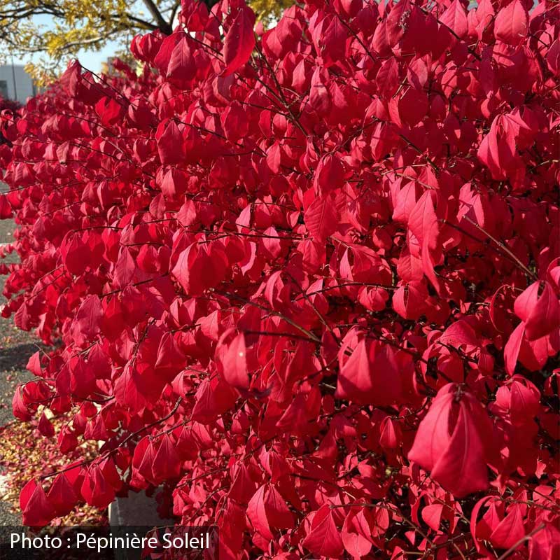 euonymus-alata-compacta