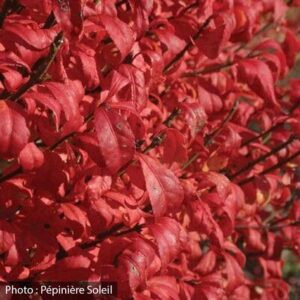 euonymus-alatus-fire-ball-seedless-pw
