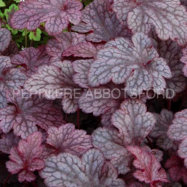 heuchera-plum-pudding