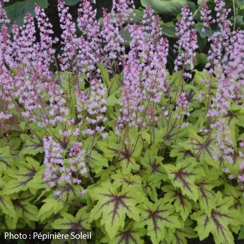 heucherella-fun-and-games-eye-spy-pw