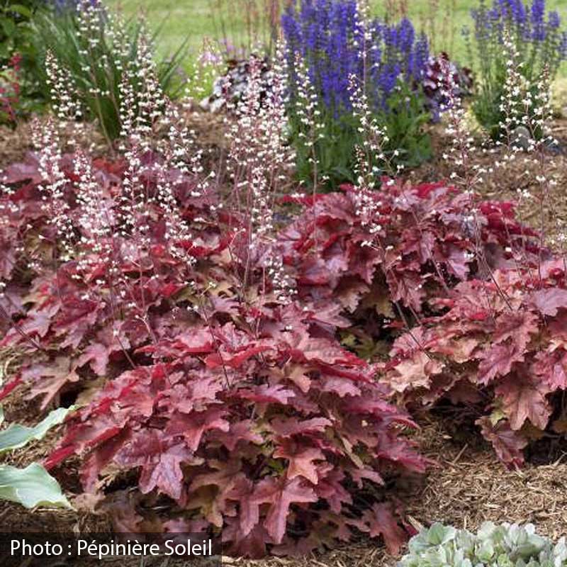 heucherella-fun-and-games-red-rover-pw