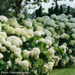 hydrangea-arborescens-incrediball-pw