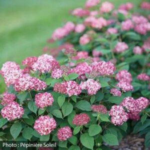 hydrangea-arborescens-invincibelle-ruby-pw