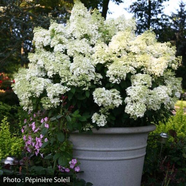 hydrangea-paniculata-bobo-pw