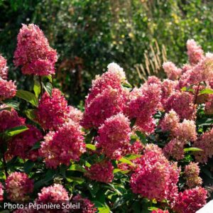 hydrangea-paniculata-bouncy-be