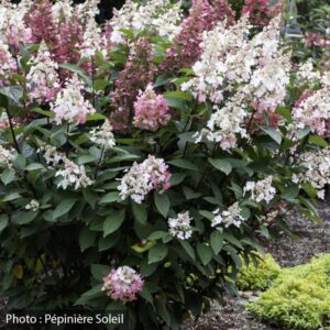 hydrangea-paniculata-candelabra-be