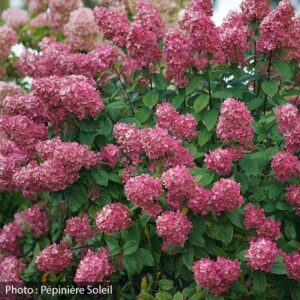 hydrangea-paniculata-fire-light-pw