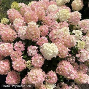 hydrangea-paniculata-fire-light-tidbit-pw