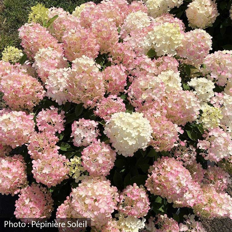 hydrangea-paniculata-fire-light-tidbit-pw