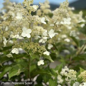 hydrangea-paniculata-kyushu