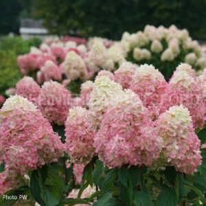 hydrangea-paniculata-limelight-prime-pw