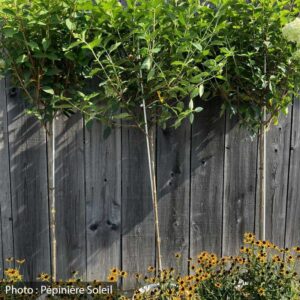 hydrangea-paniculata-limelight-pw