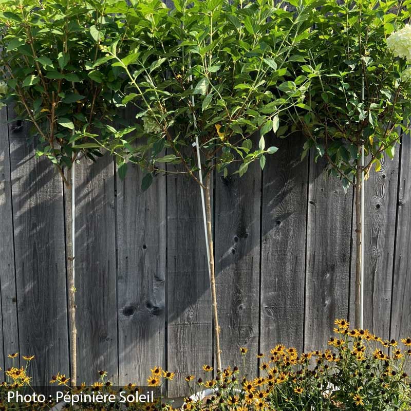 hydrangea-paniculata-limelight-pw