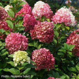 hydrangea-paniculata-little-lime-punch-pw