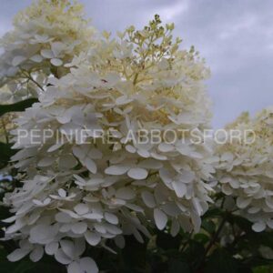 hydrangea-paniculata-phantom