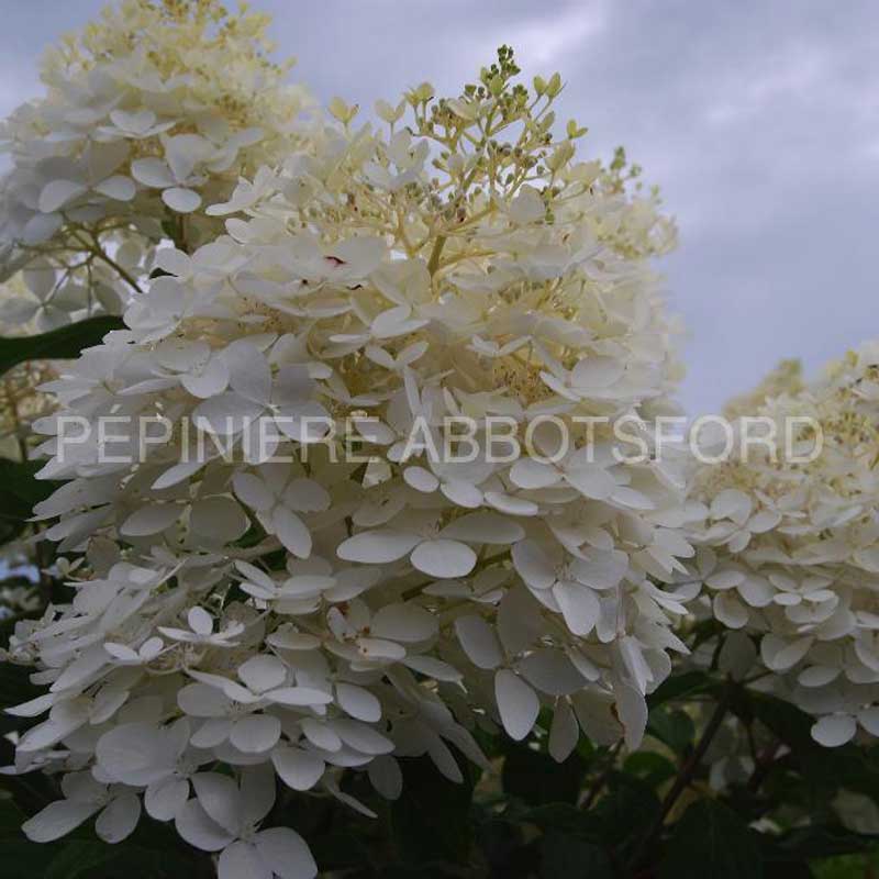 hydrangea-paniculata-phantom