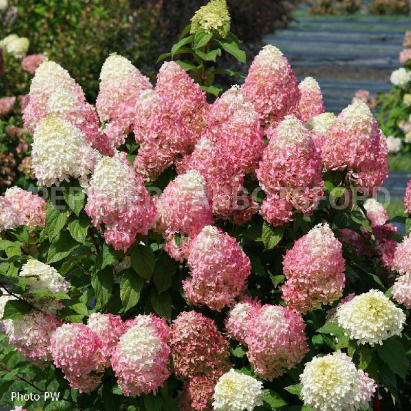 hydrangea-paniculata-quick-fire-fab-pw