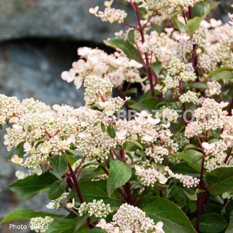 hydrangea-paniculata-torch-be
