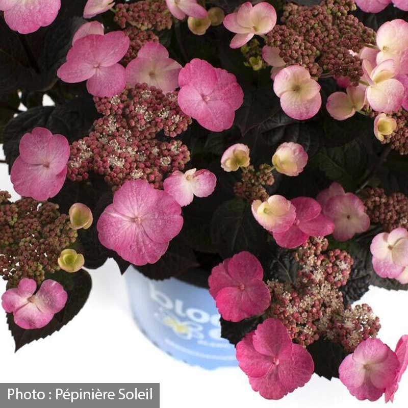 hydrangea-serrata-pink-dinamo-be