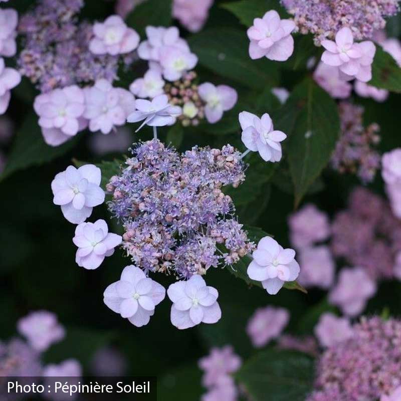 hydrangea-serrata-tiny-stuff-pw