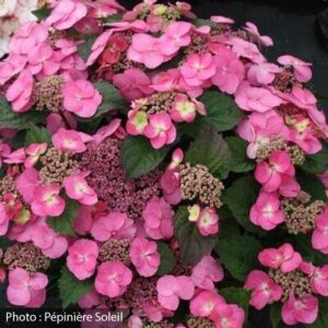 hydrangea-serrata-tuff-stuff-pw