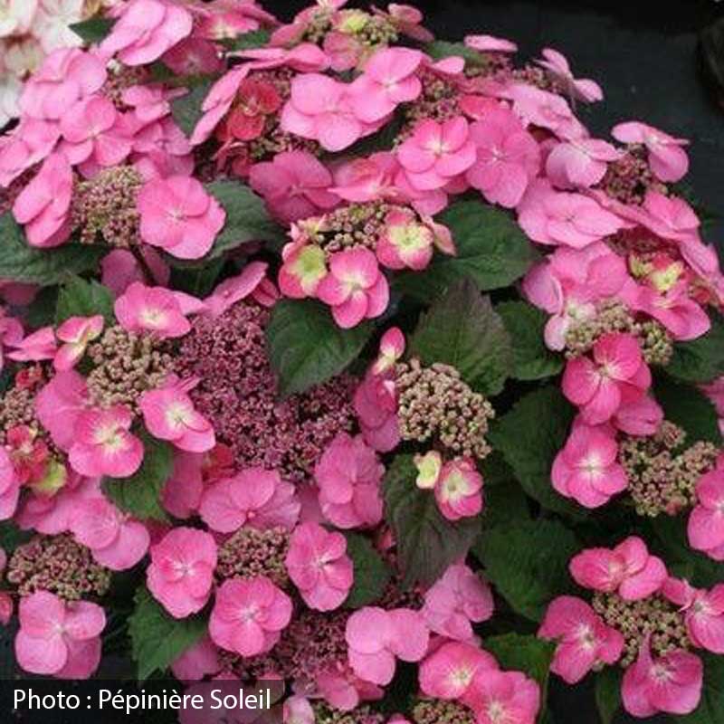 hydrangea-serrata-tuff-stuff-pw