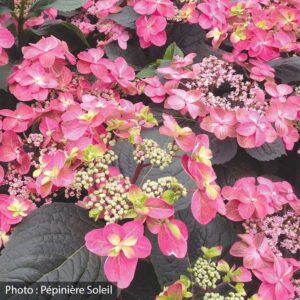 hydrangea-serrata-tuff-stuff-red-pw