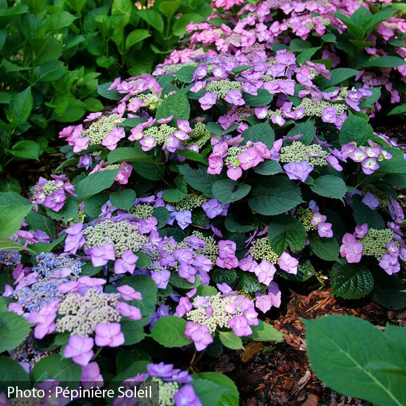 hydrangea-serrata-tuff-stuff-top-fun-pw