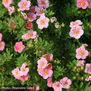 potentilla-fruticosa-happy-face-pink-paradise-pw