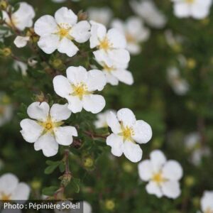 potentilla-fruticosa-happy-face-white-pw