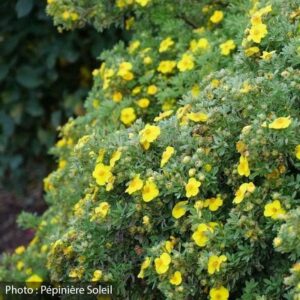 potentilla-fruticosa-happy-face-yellow-pw